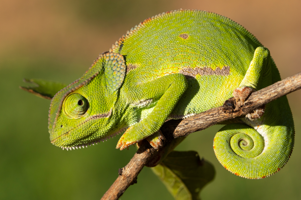 Como os camaleões mudam de cor? Entenda a fisiologia desse animal