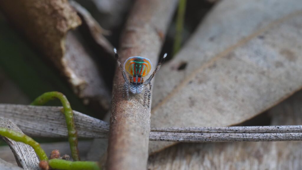 Essa aranha colorida pode revolucionar a engenharia