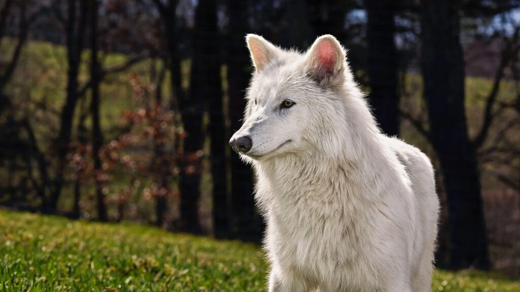 Lobo-terrível 'ressuscitado' em laboratório pode viver na natureza?