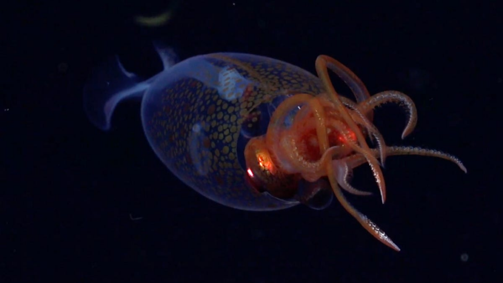 A Colossal Squid in the deep sea